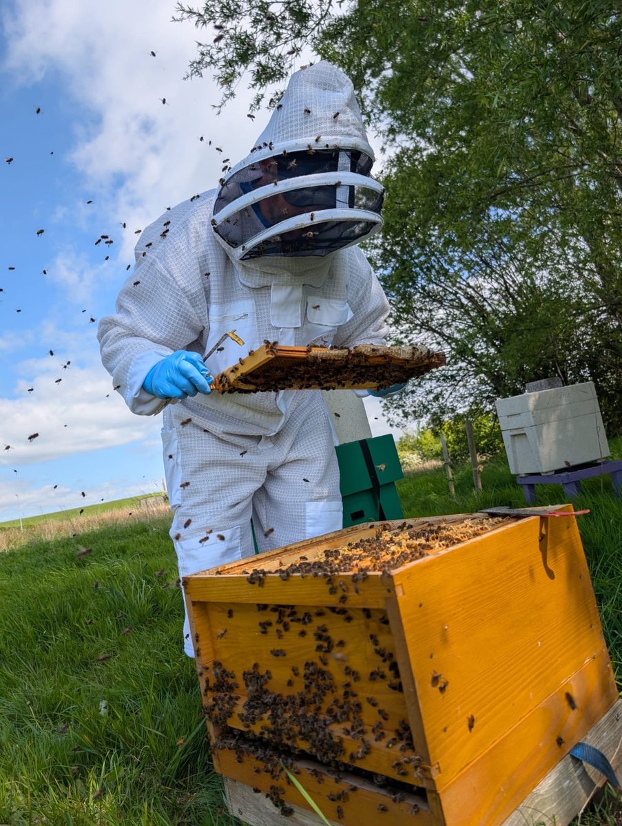 Native irish black honey bees are welcomed on site in the Louth County Hospital. 🐝🐝