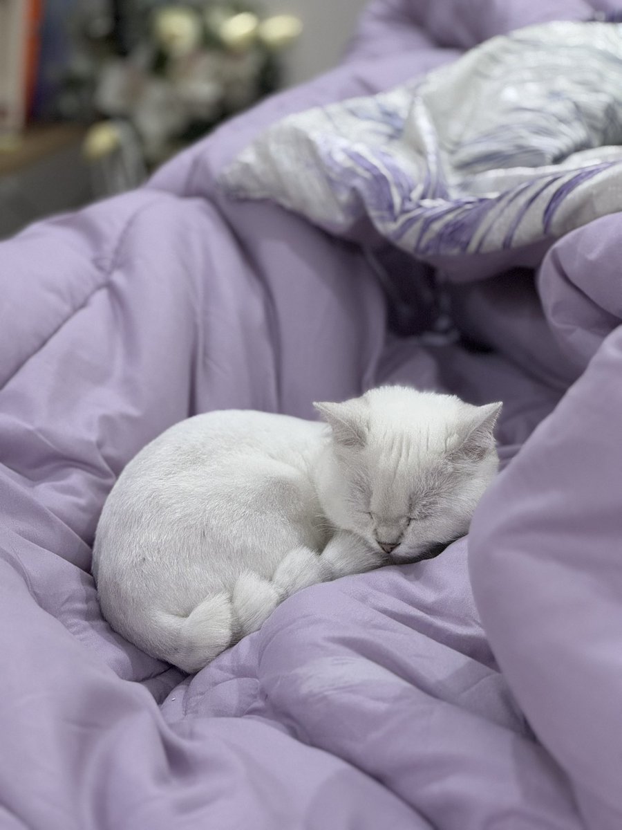 لمحبين القطط: تقول هارفارد (القطط والحيوانات الأليفة الأخرى يمكن أن تعزز مشاعر وعادات إيجابية قد تحسن صحة القلب والأوعية الدموية) 
المصدر: health.harvard.edu/heart-health/t…