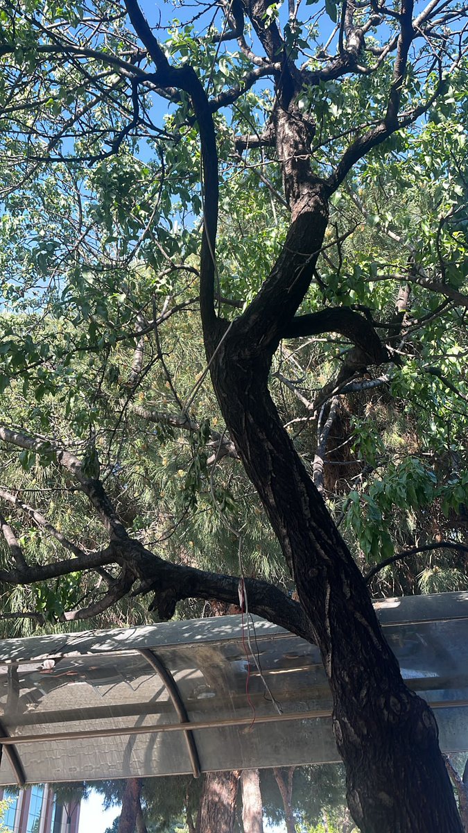 Hafta sonu nu ormanda geçirmek isteyenler