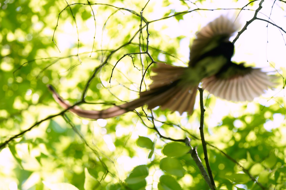 BlurBlurBirds's tweet image. 「撮り逃すなーッ!!」
「いいや、撮り逃すね!!!!今だッッ📸」
サンコウチョウ下手くそ選手権開催中。
#サンコウチョウ下手くそ選手権
#サンコウチョウ