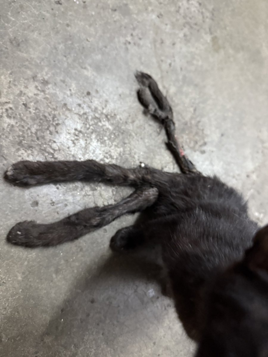 chsannn_'s tweet photo. Hi, minta jasa baik sesiapa yang duduk berdekatan Ara Damansara atau Lembah Subang 1 untuk rescue kitten ni. Tak tahu lah dah berapa lama dia macam ni. Selalu nampak dalam video je kucing mcm ni. Bila nampak depan2 ni ya Allah memang nangis terus tadi.

📍 Lembah Subang 1 https://t.co/gAmF7IAyat