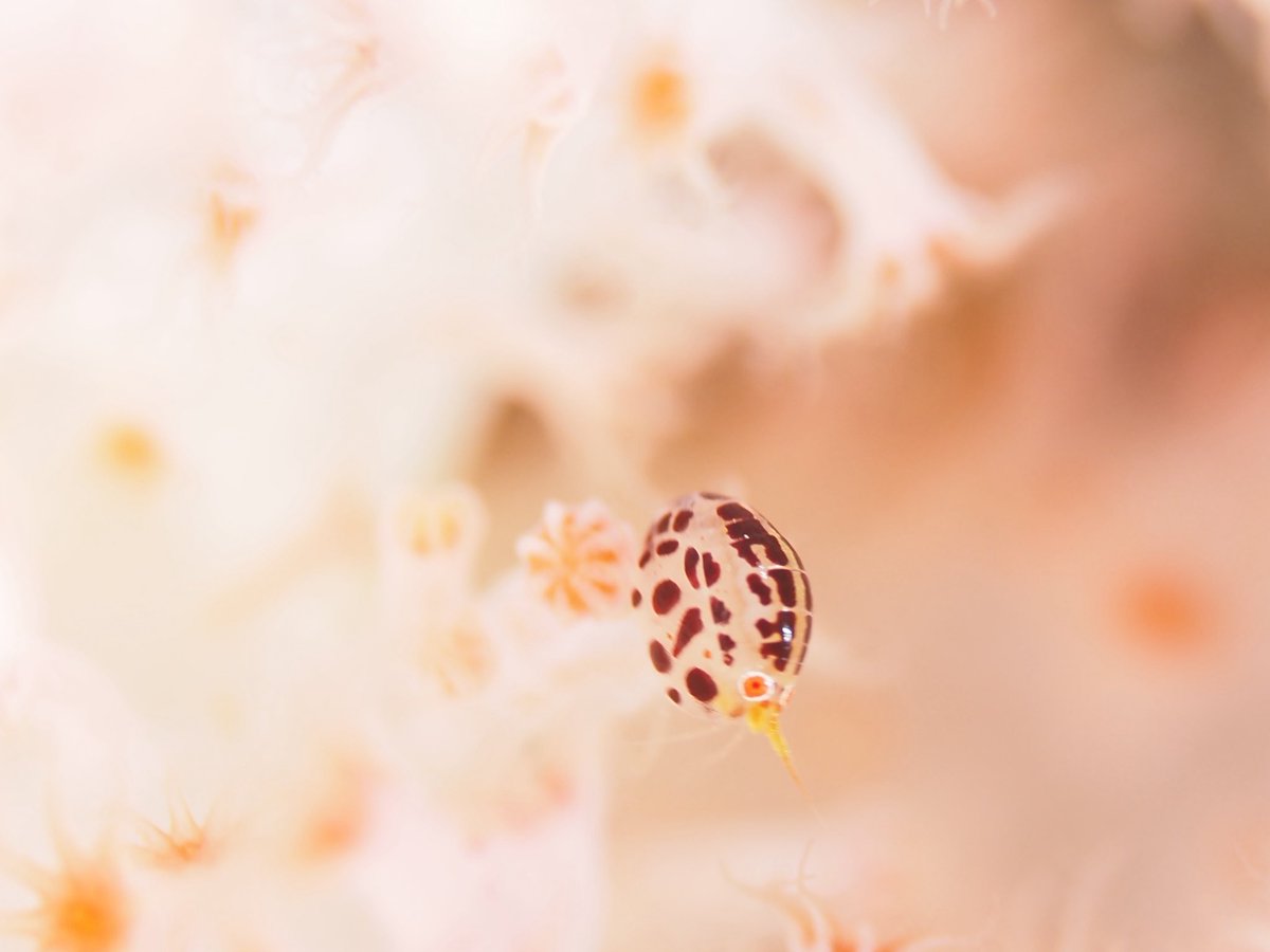 yukigon168's tweet photo. アメッドといえばコレ。
#underwaterphoto #水中写真 #divingphoto https://t.co/MCdpqEQiFs