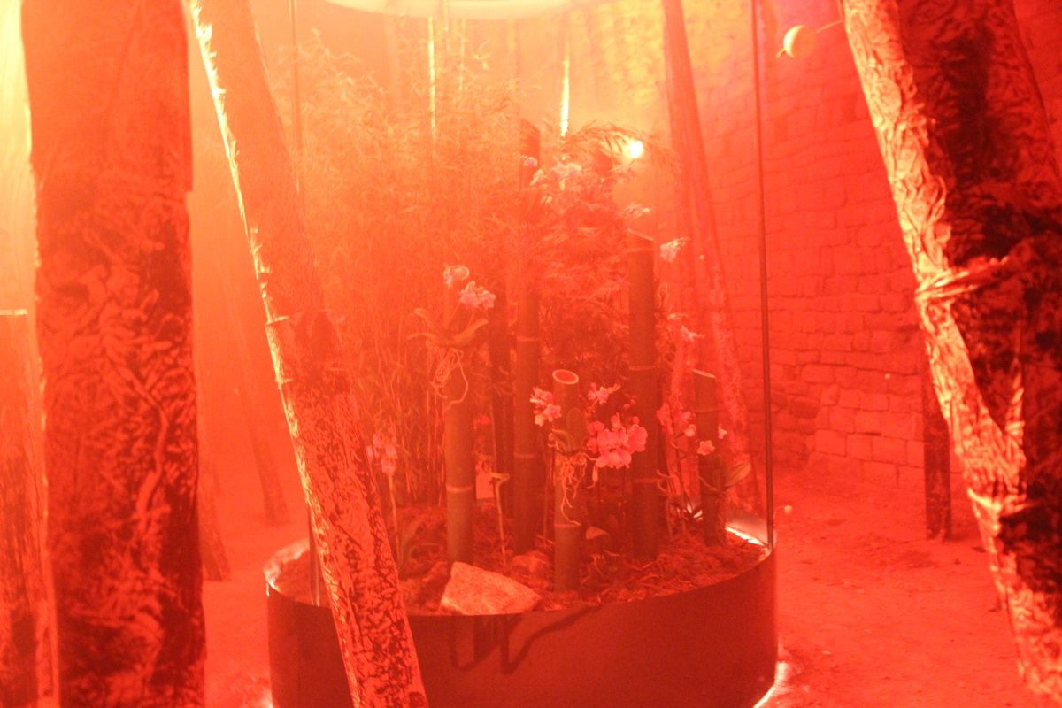 💮🌳 La desforestació, tema central del projecte floral als soterranis de la Catedral per #TempsDeFlors. 

“Natura resilient” va a càrrec de <a href="/bbva/">BBVA</a>, que participa per 10è any en la mostra i esdevé un dels patrocinadors principals de l’esdeveniment.

👉 tempsdeflors.girona.cat/cat/noticies2.…