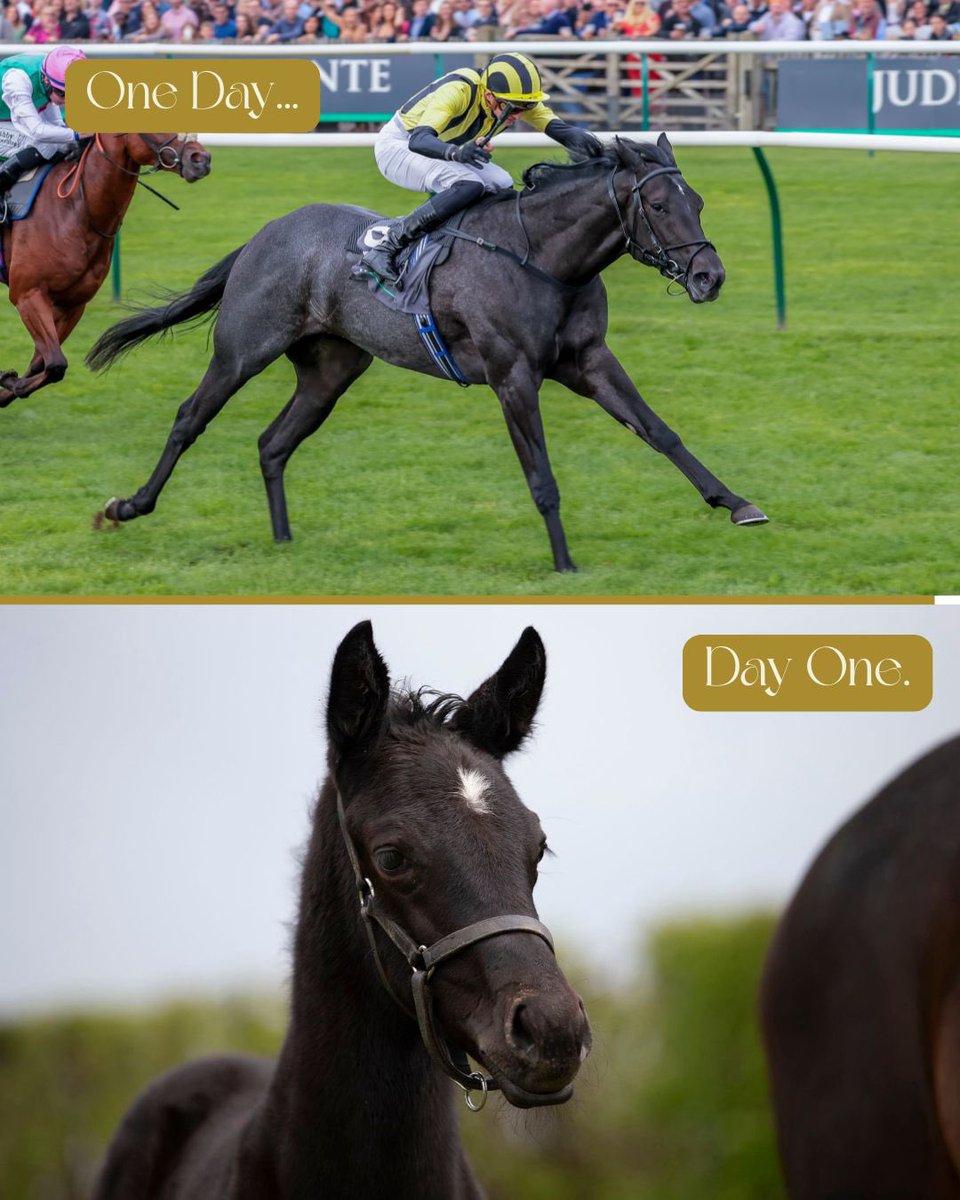 From Maywood Stud to winning the Gr.1 Middle Park Stakes <a href="/NewmarketRace/">Newmarket Racecourse</a> 🏆