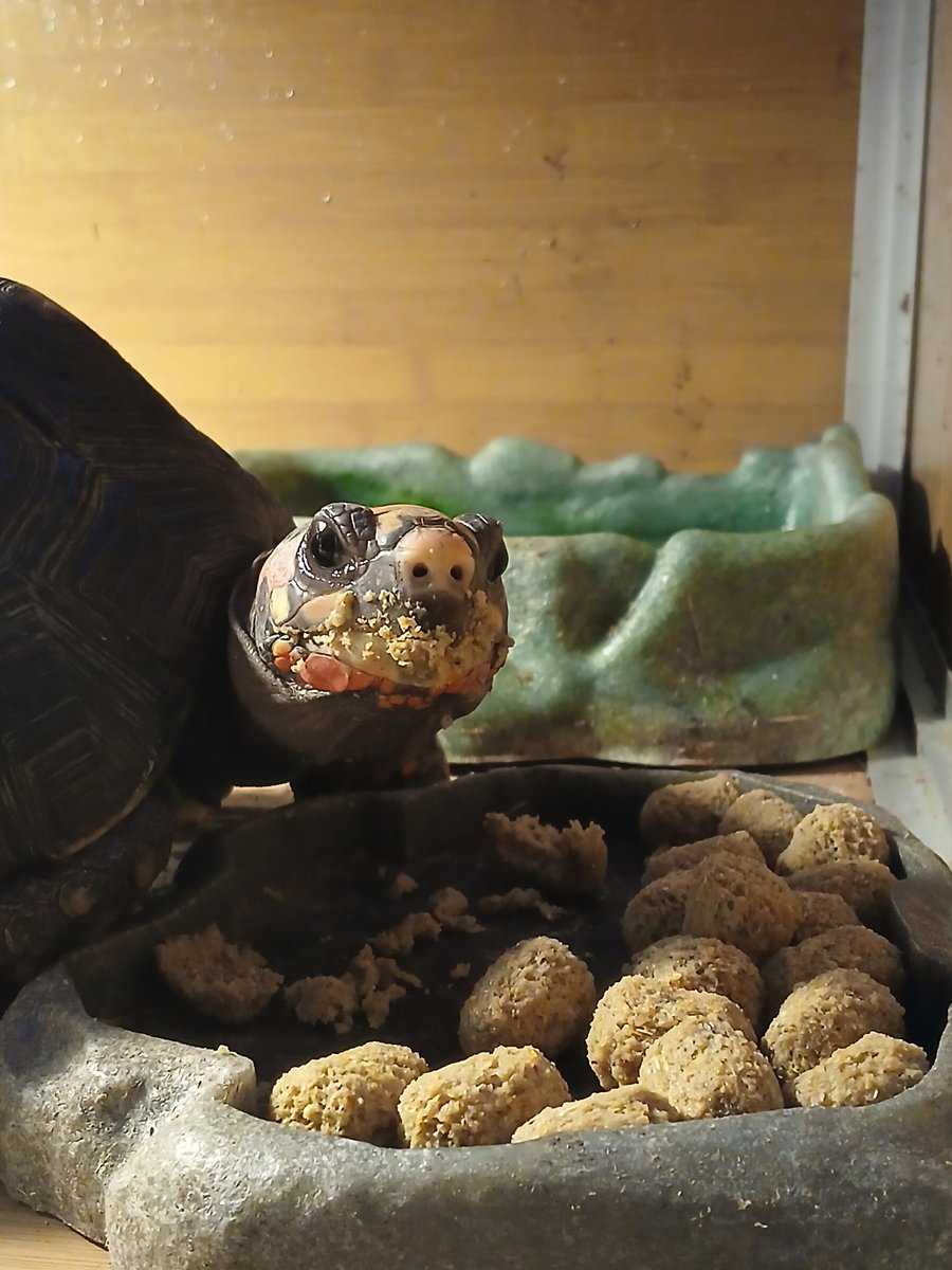 Breakfast pellet face, but I will finish it all. Enjoy your Friday buds! 🐢
#FridayVibes
#tortoise