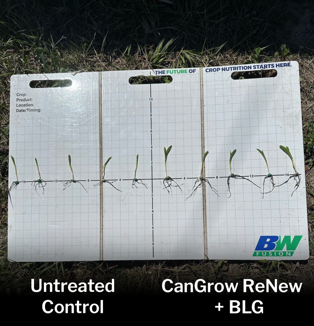BiolineCorp's tweet photo. Another great example of the benefits of adding @CangrowCrop ReNew and BioLiNE Gold in-furrow! These two products work in tandem to maximize the plantโs growth and productivity. #firstclassfulvic #germination #infurrow #renew #biolinegold #farmprofitability #farmplanning #plant25 https://t.co/7L9XSSbwcN