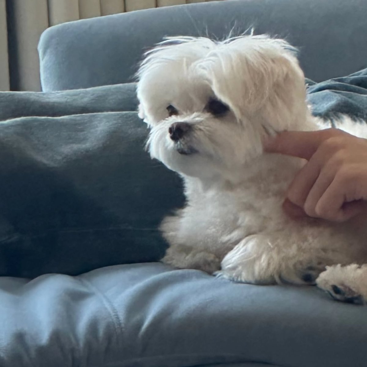 oll6_xx's tweet photo. 듀아아 부끄 인스타에 승관이 등장🥹🥹🥹
부끄한테 날리는 관랑하트 우칼 거임 https://t.co/KLvA92Kwp0