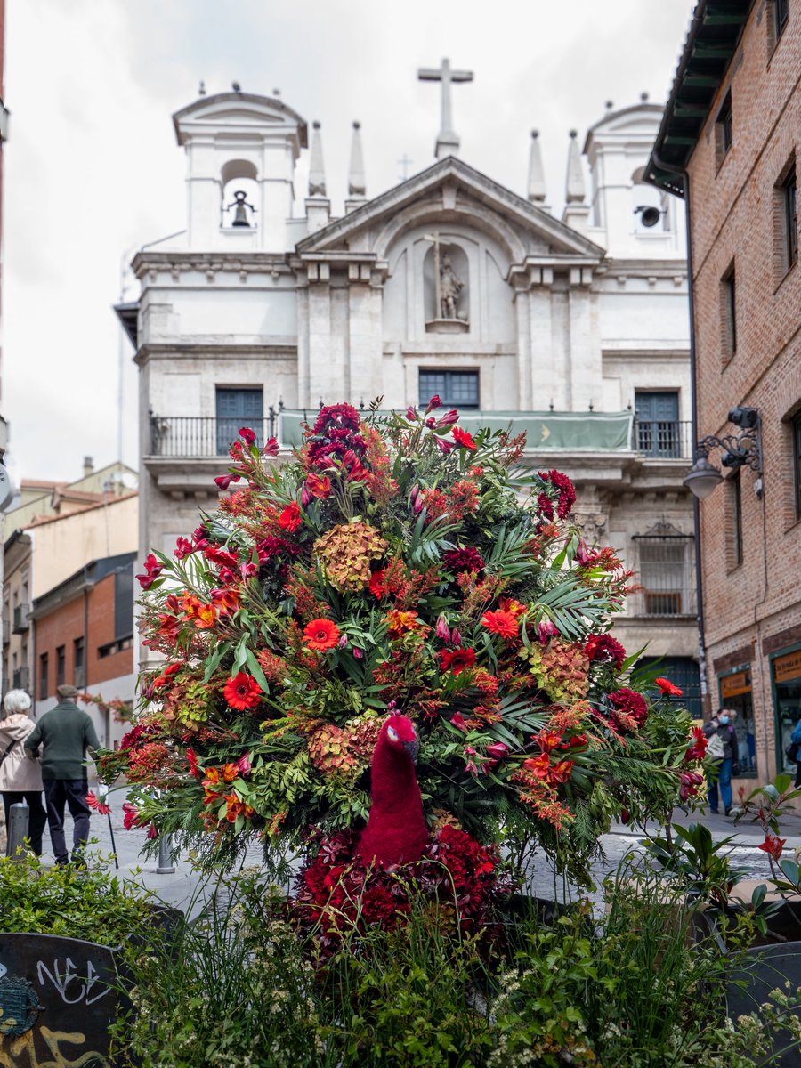 🦚🌸Así de impresionante luce la Calle Platerías gracias al trabajo de las alumnas del curso de Curso de Arte Floral y el apoyo de los comercios de la histórica calle.

El concejal de Comercio, <a href="/martinvictorvox/">Victor M Martin</a>, nos ha acompañado a disfrutar de estos maravillosos adornos florales