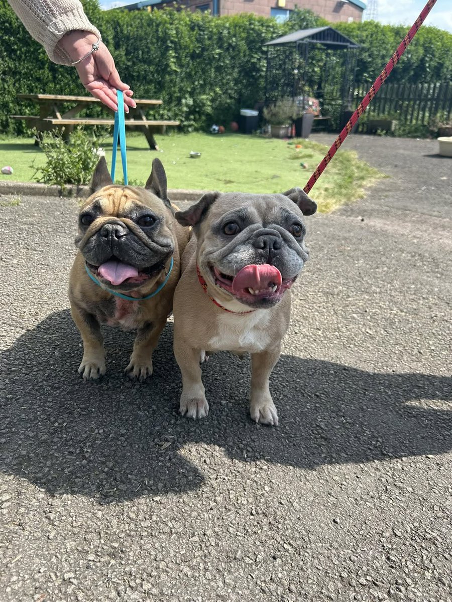 AdoptionsUk's tweet image. Please retweet to help find the owner of this pair of stray dogs found #NEWPORT #MONMOUTHSHIRE #WALES #UK 🐶🐶
STRAY DOGS FOUND* - PLEASE SHARE
- Found Worcester Crescent, Newport 
- French Bulldog x 
- Currently doing 7 days at Newport city dogs home
- If this is you dog please