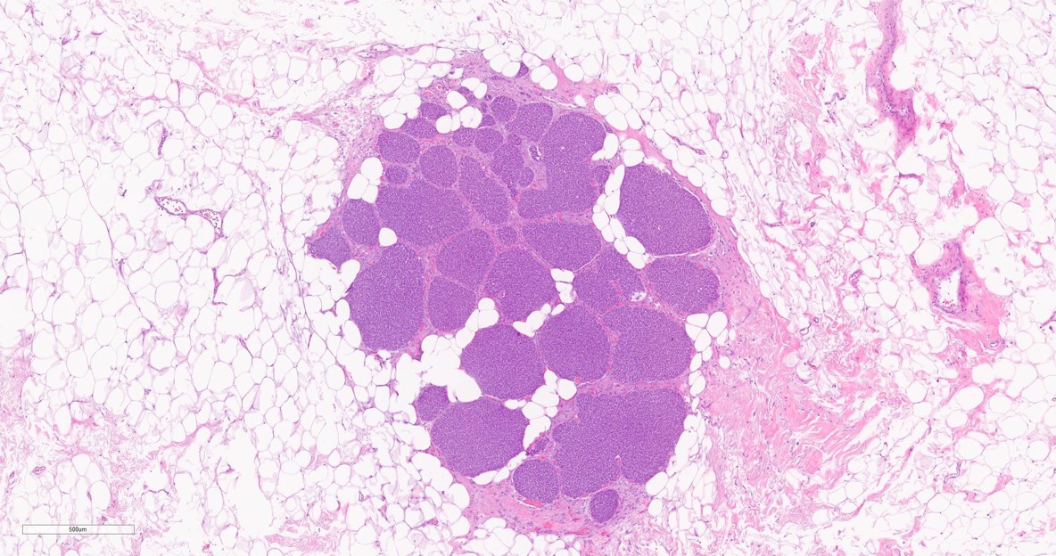 Alireza Salem tweet media