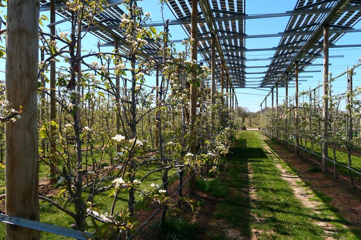 ASD_INRAE's tweet image. Reher, T., Willockx, B., Schenk, A. et al. Agrivoltaic cultivation of pears under semi-transparent panels reduces yield consistently and maintains fruit quality in Belgium. Agron. Sustain. Dev. 45, 25 (2025).
doi.org/10.1007/s13593…
#CropPerformance #RenewableEnergy
