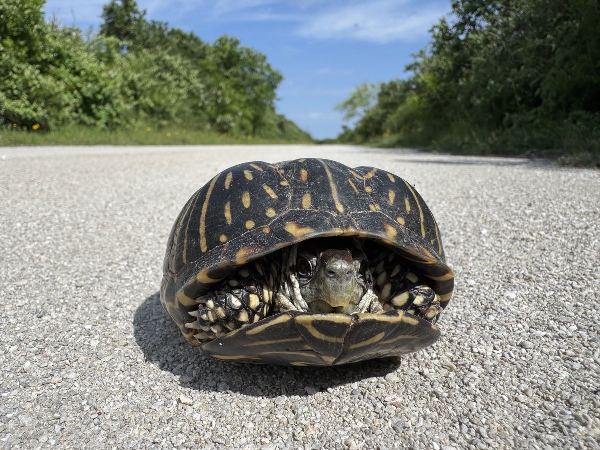 Ornate box turtle