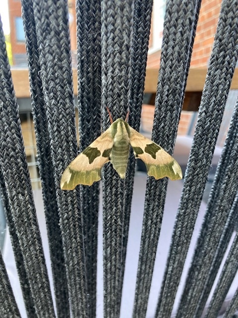 👀 One of our team spotted this beautiful lime hawkmoth perched on our new café table and chairs. Tea and cake moth?