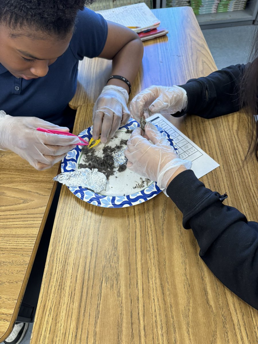 NicoleRenteria (@nreneau010) on Twitter photo Mrs. Forsytheβs <a href="/kfayeee/">Kari Forsythe</a> students <a href="/HCPSDavisES/">Davis Elementary</a> investigated owl pellets to learn about food chains and what animals the owl might have consumed to get energy! Great way to investigate the predator/prey relationship! <a href="/WeAreHAEST/">HAEST</a> <a href="/HCPSElemScience/">HCPSElemScience</a> Mrs. Forsytheβs <a href="/kfayeee/">Kari Forsythe</a> students <a href="/HCPSDavisES/">Davis Elementary</a> investigated owl pellets to learn about food chains and what animals the owl might have consumed to get energy! Great way to investigate the predator/prey relationship! <a href="/WeAreHAEST/">HAEST</a> <a href="/HCPSElemScience/">HCPSElemScience</a>