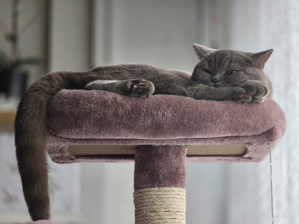 Gameday vs <a href="/KarmineCorp/">Karmine Corp</a>