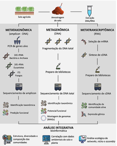 lwmendes's tweet image. Documento | Explorando o Sequenciamento Genético do Microbioma do Solo na Agricultura (Livre acesso)
embrapa.br/busca-de-notic…