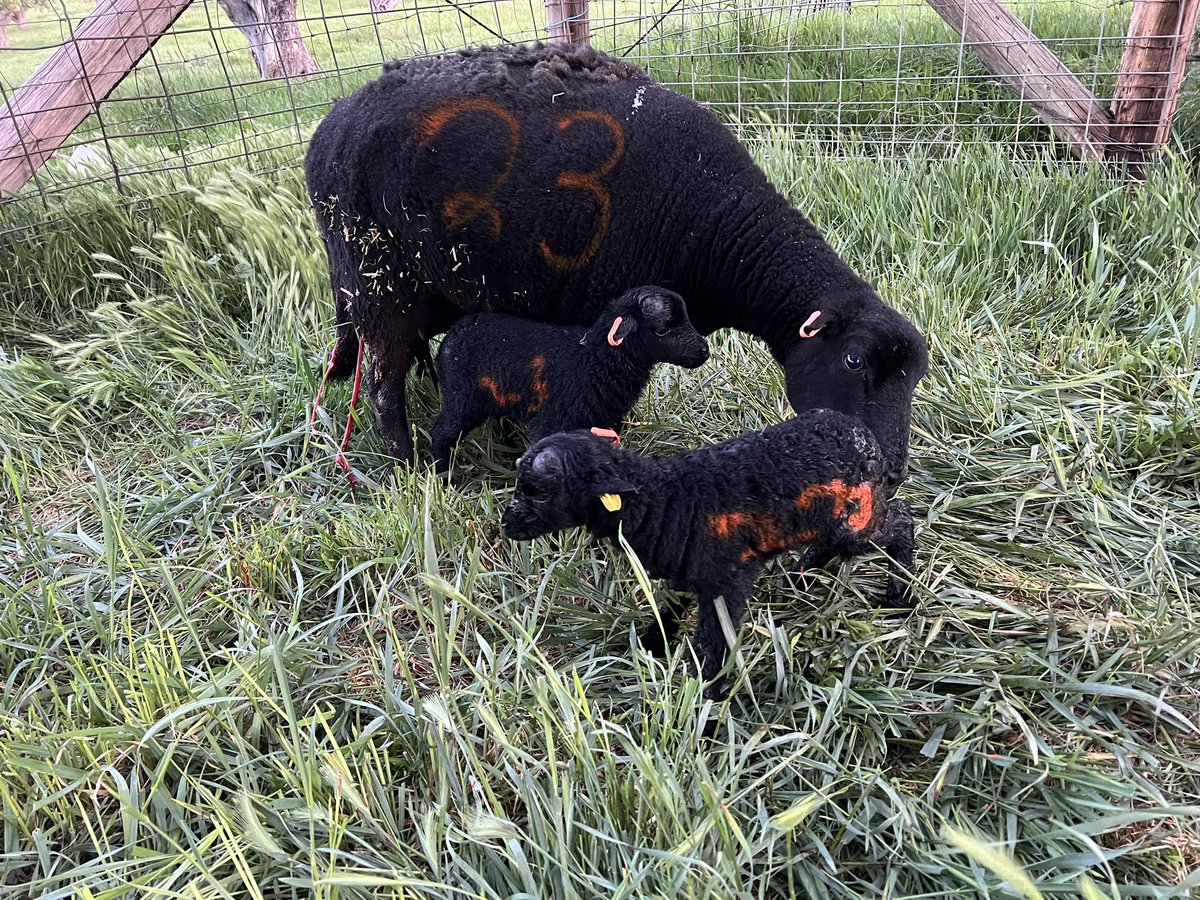 Elle twin rams by Boba Fett