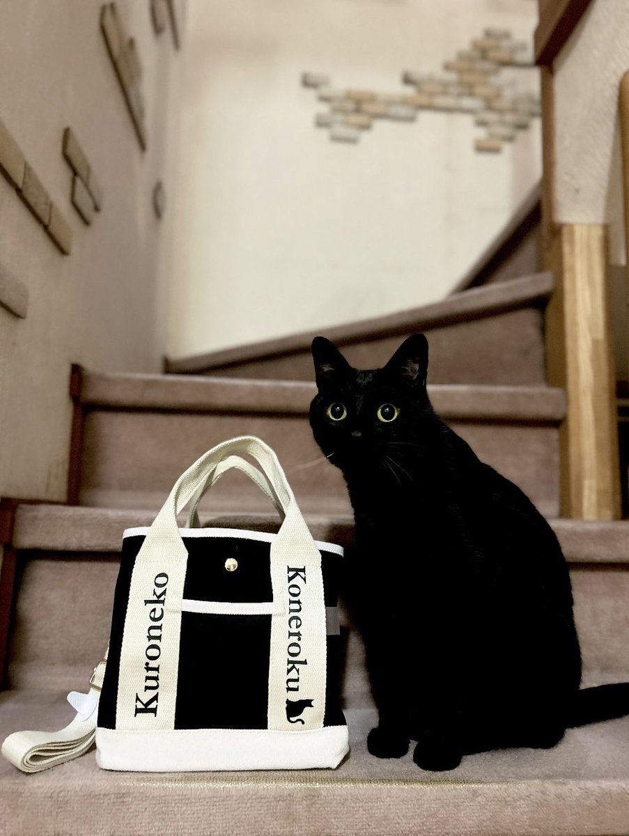 nkknrk's tweet image. こねさん専用トートバッグ👜🤍
頭から突っ込んで中身チェックしてます

#IAMR #うちの子　#ペットグッズ　#黒猫　#PR