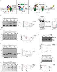 American Society for Cell Biology (@ascbiology) on Twitter photo From MBoC
The Kinesin Kar3 is Required for Endoplasmic Reticulum-Associated Degradation, by Eric Rubenstein, <a href="/BallState/">Ball State</a>, et al.
molbiolcell.org/doi/10.1091/mb⦠#ASCB #CellBiology From MBoC
The Kinesin Kar3 is Required for Endoplasmic Reticulum-Associated Degradation, by Eric Rubenstein, <a href="/BallState/">Ball State</a>, et al.
molbiolcell.org/doi/10.1091/mb⦠#ASCB #CellBiology