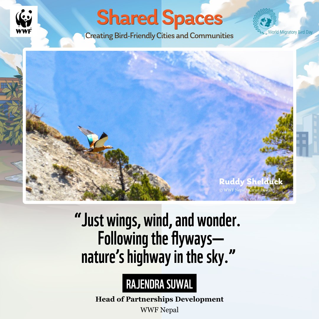 WWFNepal's tweet photo. Tomorrow marks World Migratory Bird Day! 

These beautiful birds travel thousands of miles along the Central Asian Flyway, landing in Nepal's wetlands and rivers to rest, feed, and thrive. https://t.co/qd6vtcRziP