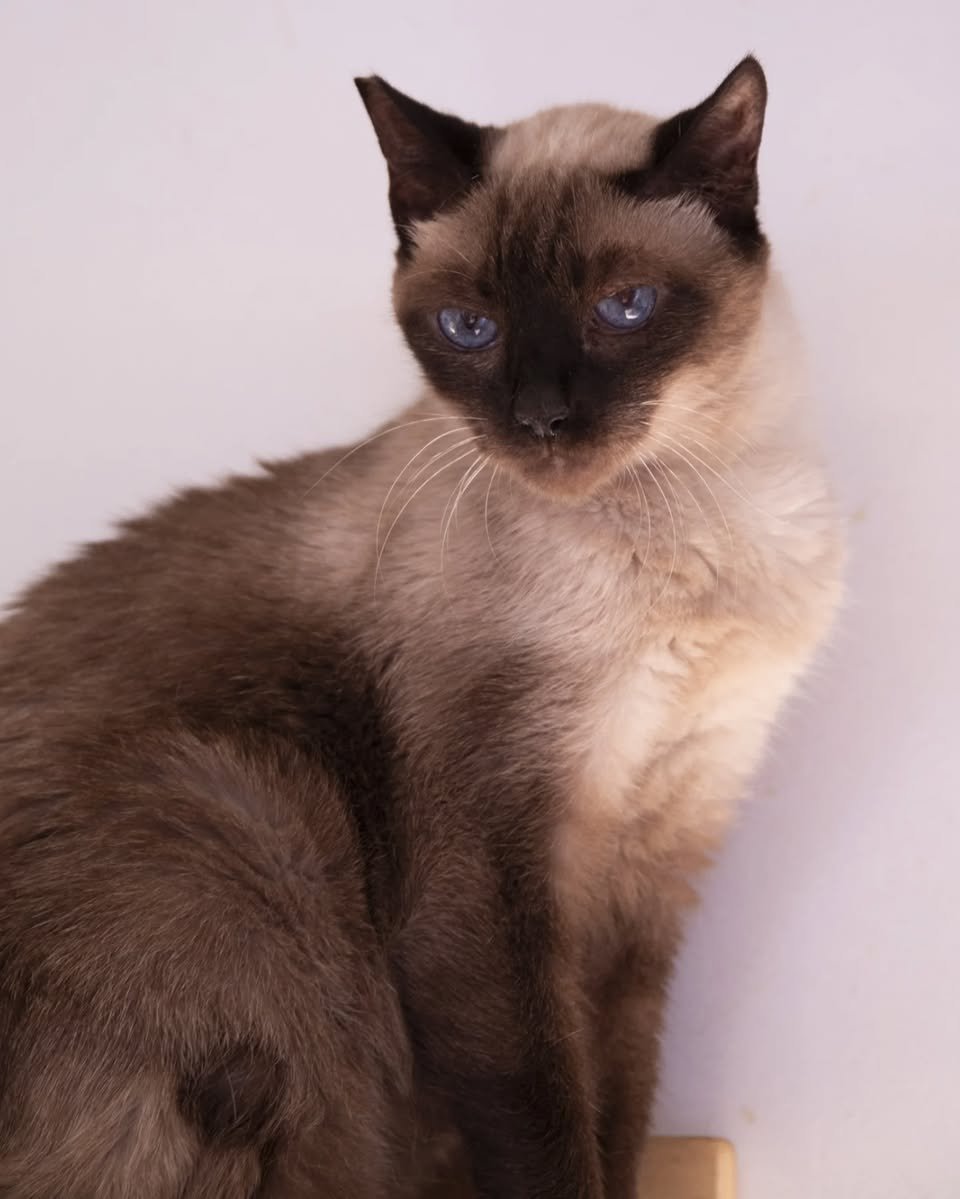 Catland - adoção de gatinhos (@catlandrescue) on Twitter photo Syrax é um jovem senhor de 11 anos. Dá pra acreditar?! Imponente que só, ele foi resgatado de um casarão abandonado que seria demolido pela Prefeitura de São Paulo. Venha conhecê-lo!
adote@catland.org.br Syrax é um jovem senhor de 11 anos. Dá pra acreditar?! Imponente que só, ele foi resgatado de um casarão abandonado que seria demolido pela Prefeitura de São Paulo. Venha conhecê-lo!
adote@catland.org.br