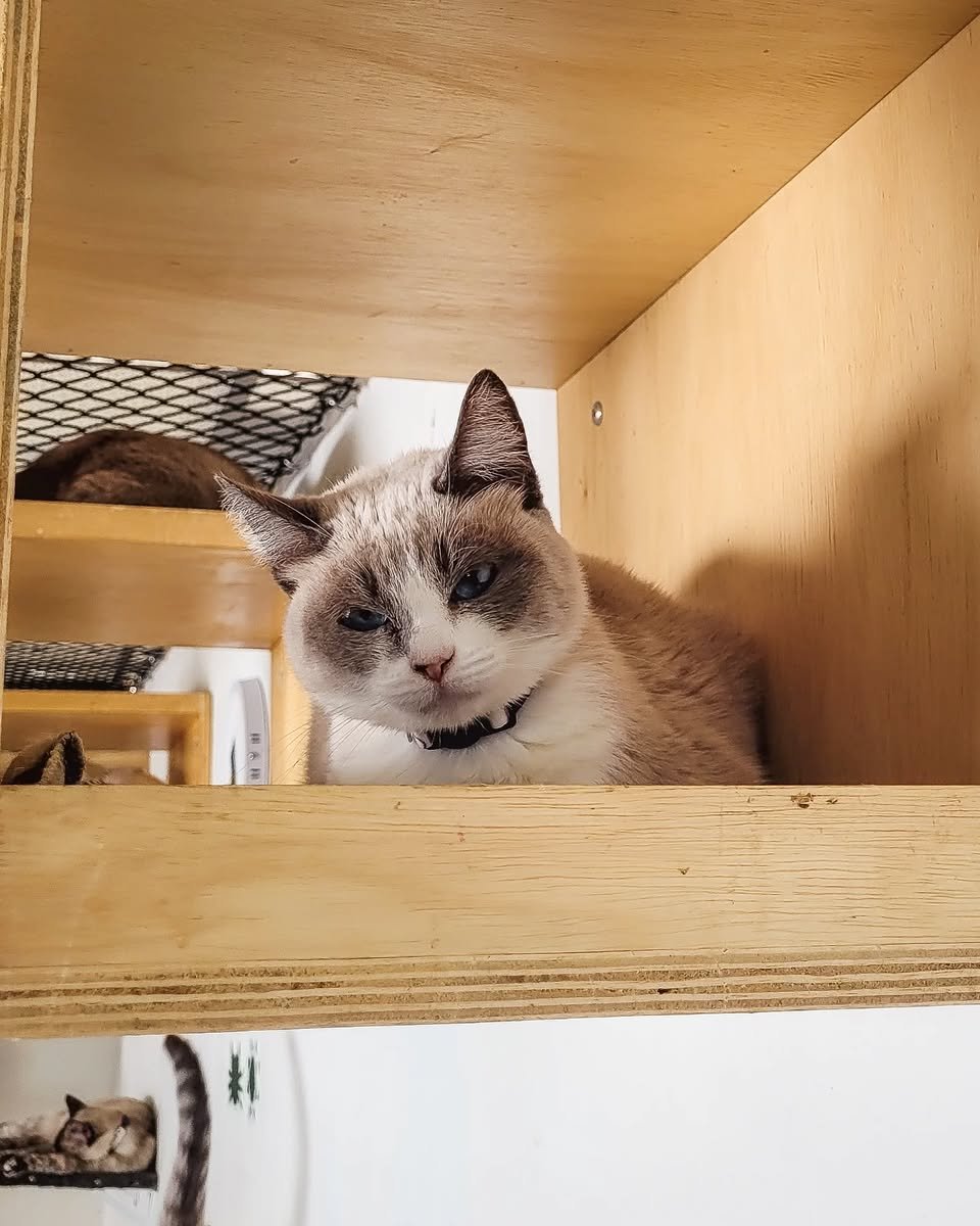 Catland - adoção de gatinhos (@catlandrescue) on Twitter photo Octopus é um docinho, pura fofura! Ela vivia aos cuidados daquela protetora que está passando por sérios problemas de saúde e pediu nossa ajuda pois vai ter que encerrar seu projeto.
Esse peludinho fofo espera sua visita! ❤️
adote@catland.org.br Octopus é um docinho, pura fofura! Ela vivia aos cuidados daquela protetora que está passando por sérios problemas de saúde e pediu nossa ajuda pois vai ter que encerrar seu projeto.
Esse peludinho fofo espera sua visita! ❤️
adote@catland.org.br