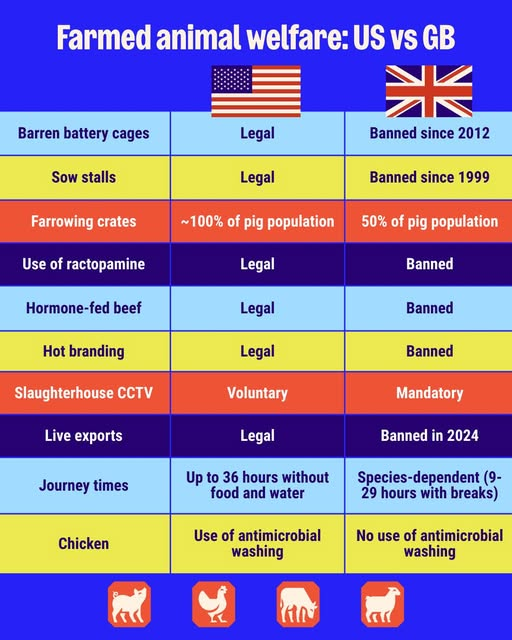 The US allows farming practices that are illegal in Britain, so we've been concerned about how a free trade deal could undermine our farmed animal welfare standards and undercut British farmers.
Thankfully, imports of hormone-beef and chlorine-washed chicken will remain banned,