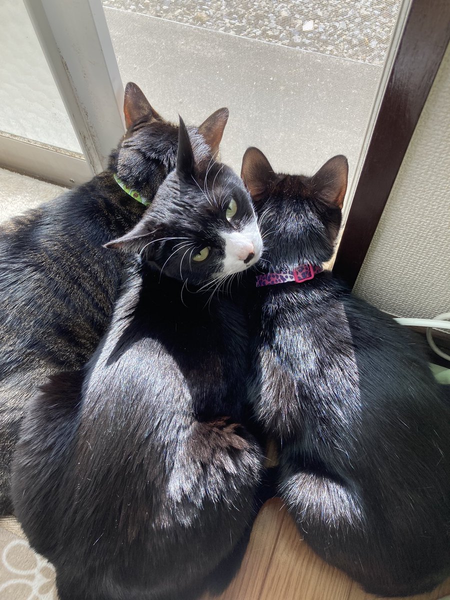 yookoon1983's tweet photo. 連休明け頃から外に猫が来る、、、
もう保護もできないし辛い。
今日も雨なのに去らない、、、
もし迷い猫ならと思うけど調べようが無く。
性別? 幼そうで体は白で頭が茶トラ https://t.co/2rvRt0hWBK