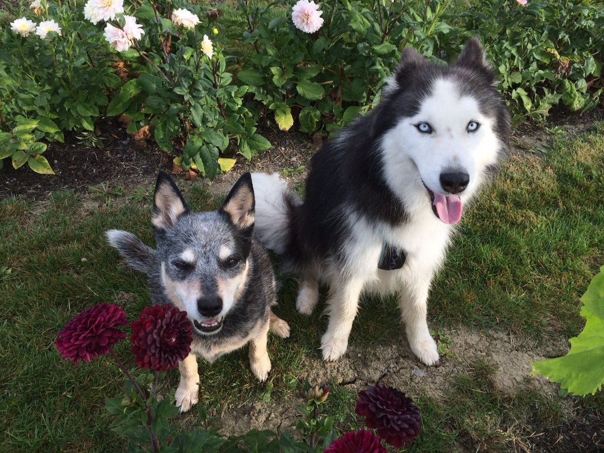 #FlashbackFriday with Angels Ember 🌈 and Silver 🌈.

#RipEmber #RIPEmber 🐶🌈💖
#RipSilver #RIPSilver 🐶🌈💖

#acds #AustralianCattledog #BlueHeeler #heeler #Husky #Huskies #husky #huskies #dogs #dogsoftwitter #dogsofX