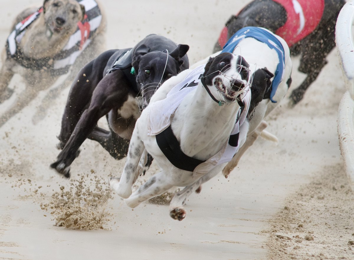 GreyhoundBoard's tweet image. On the day the 2025 British and Irish Lions squad was announced it seemed only fitting that greyhound racing's very own Lion Mike Burton was centre stage  with a sensational performance from his dog Droopys Aladdin in heat five of the Greyhound Derby.
