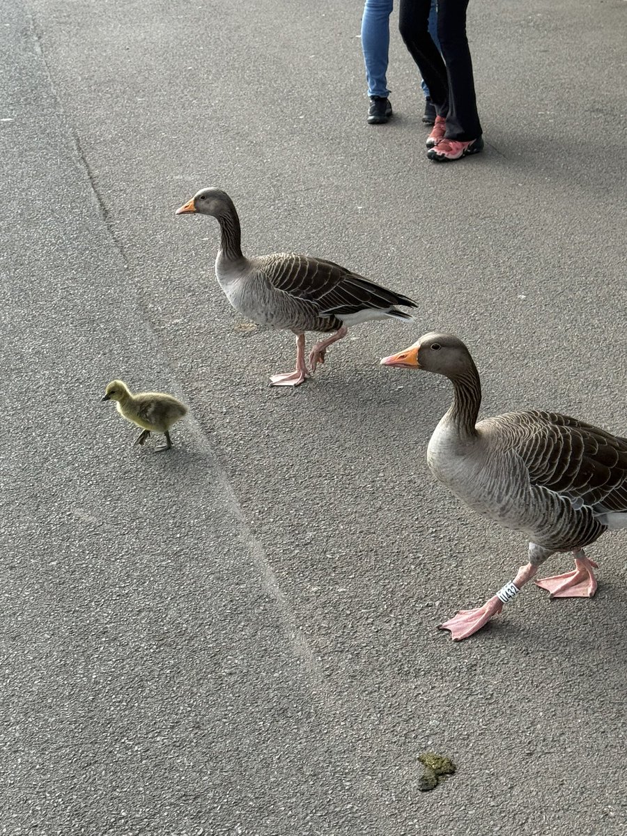 Meanwhile in Regent’s Park