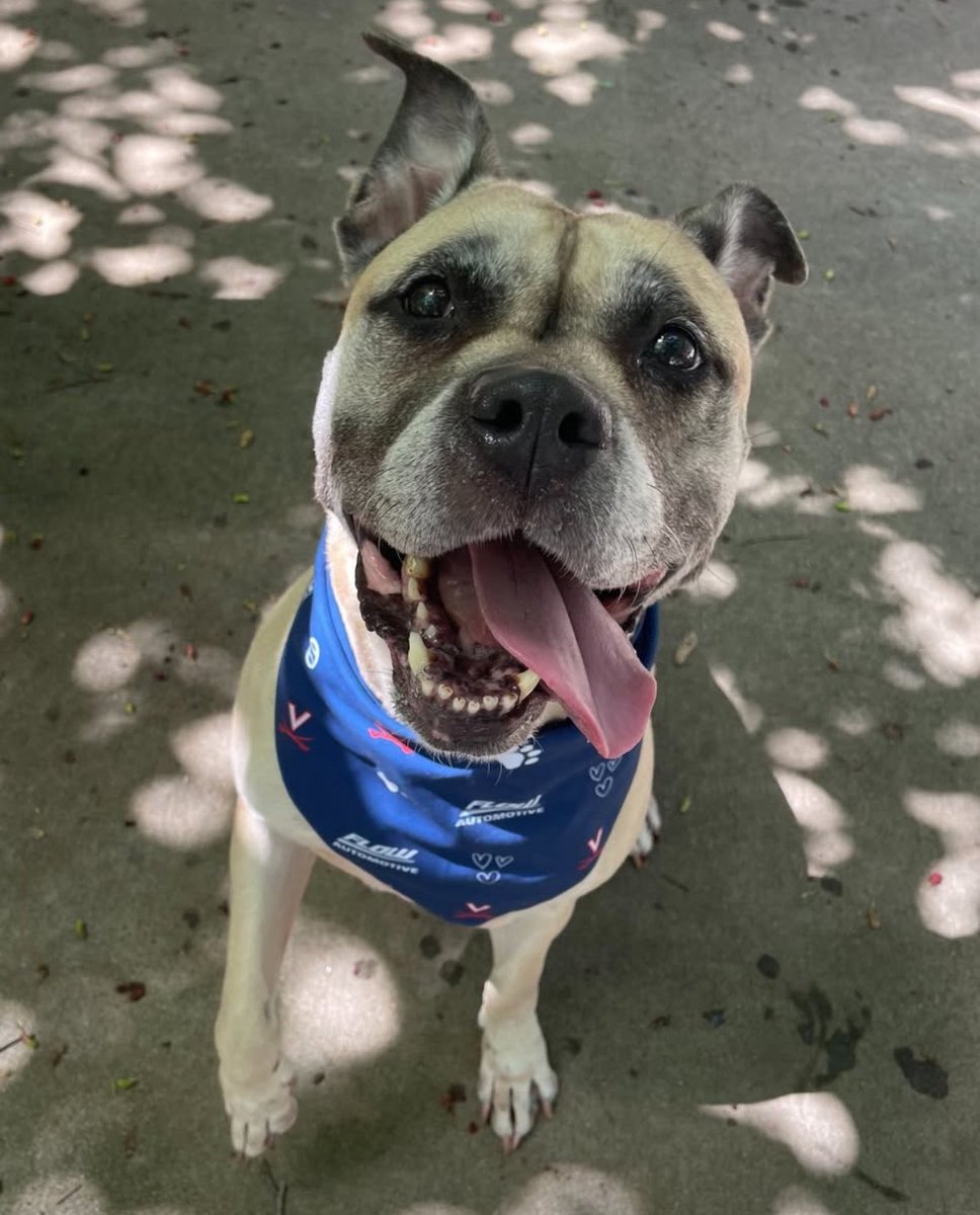 Virginia Sports Properties (@uvavsp) on Twitter photo Looking for your new furry best friend? 🐶🐈 🐾 Come out to the <a href="/UVABaseball/">Virginia Baseball</a> game on Sunday to meet and adopt a new pet with the <a href="/CASPCA/">Charlottesville-Albemarle SPCA</a>. If you can, please bring pet supply donations for pets in need! Thank you to <a href="/FlowAutomotive/">Flow Automotive</a> for partnering with us for this purr-fect event! Looking for your new furry best friend? 🐶🐈 🐾 Come out to the <a href="/UVABaseball/">Virginia Baseball</a> game on Sunday to meet and adopt a new pet with the <a href="/CASPCA/">Charlottesville-Albemarle SPCA</a>. If you can, please bring pet supply donations for pets in need! Thank you to <a href="/FlowAutomotive/">Flow Automotive</a> for partnering with us for this purr-fect event!