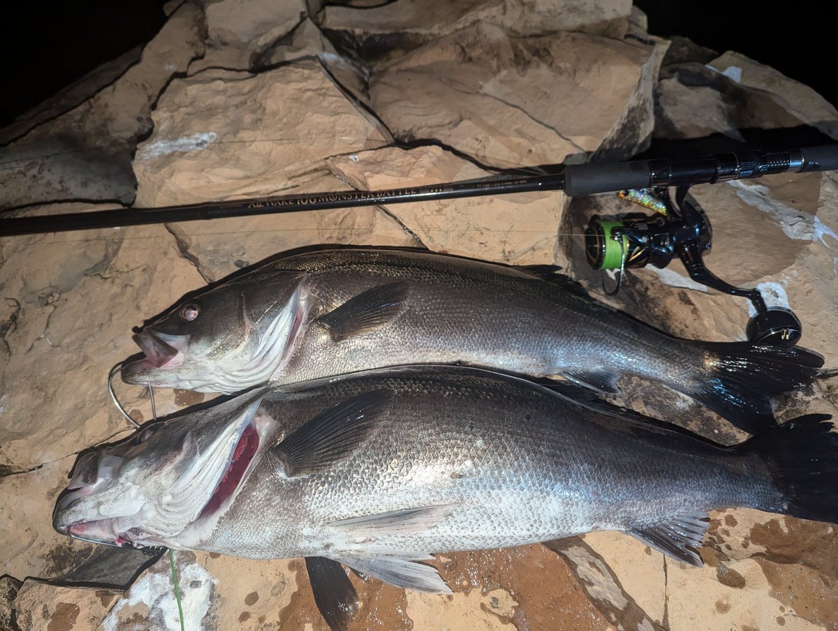 藻ジャ藻ジャシーバス頂きました🫡
#男鹿
#磯マル
#藻場
＃2キャッチ
#男のゴリ巻き