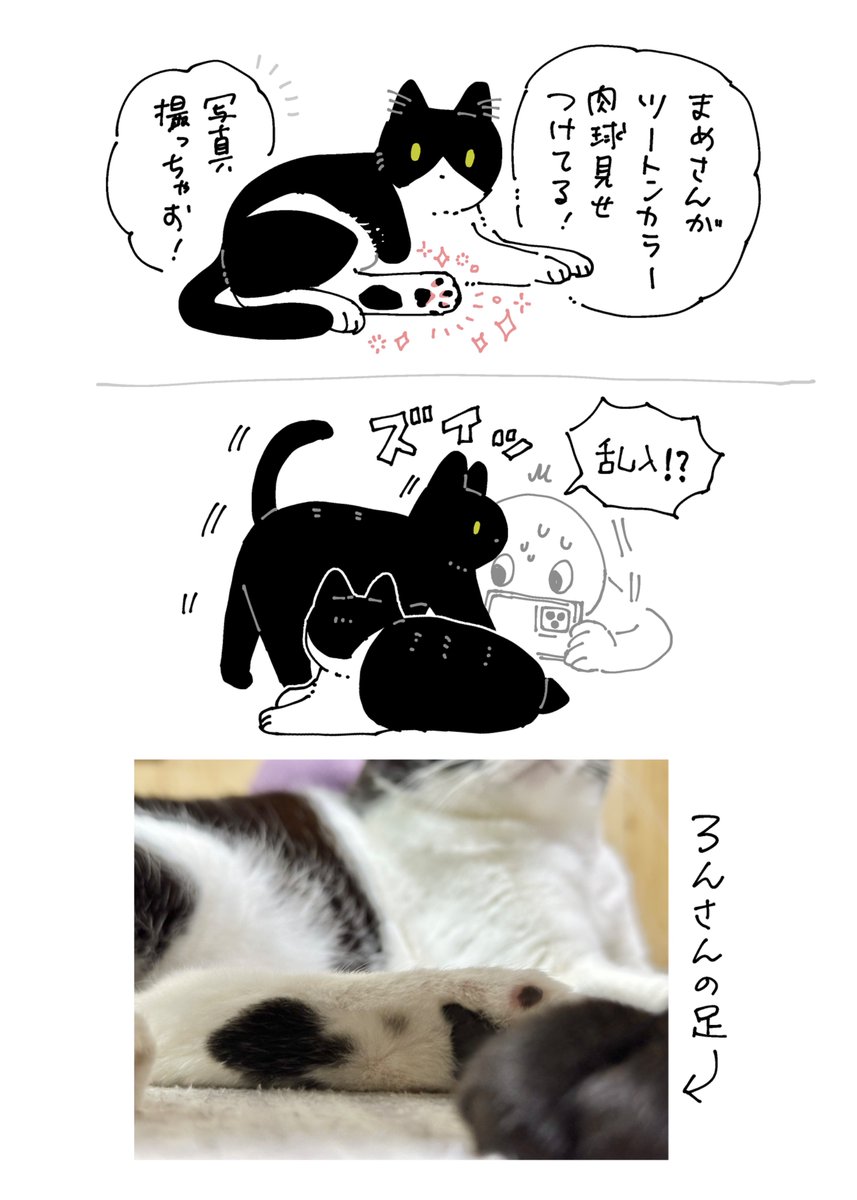 [3/6] ツートンカラーのかわいい肉球を愛でられている 