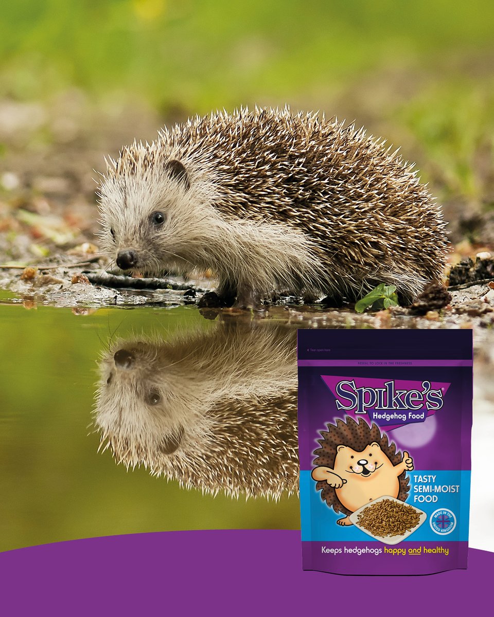 Pamper your spiky pals with tasty semi-moist food today! Order now directly from our website. 🦔🍽️
