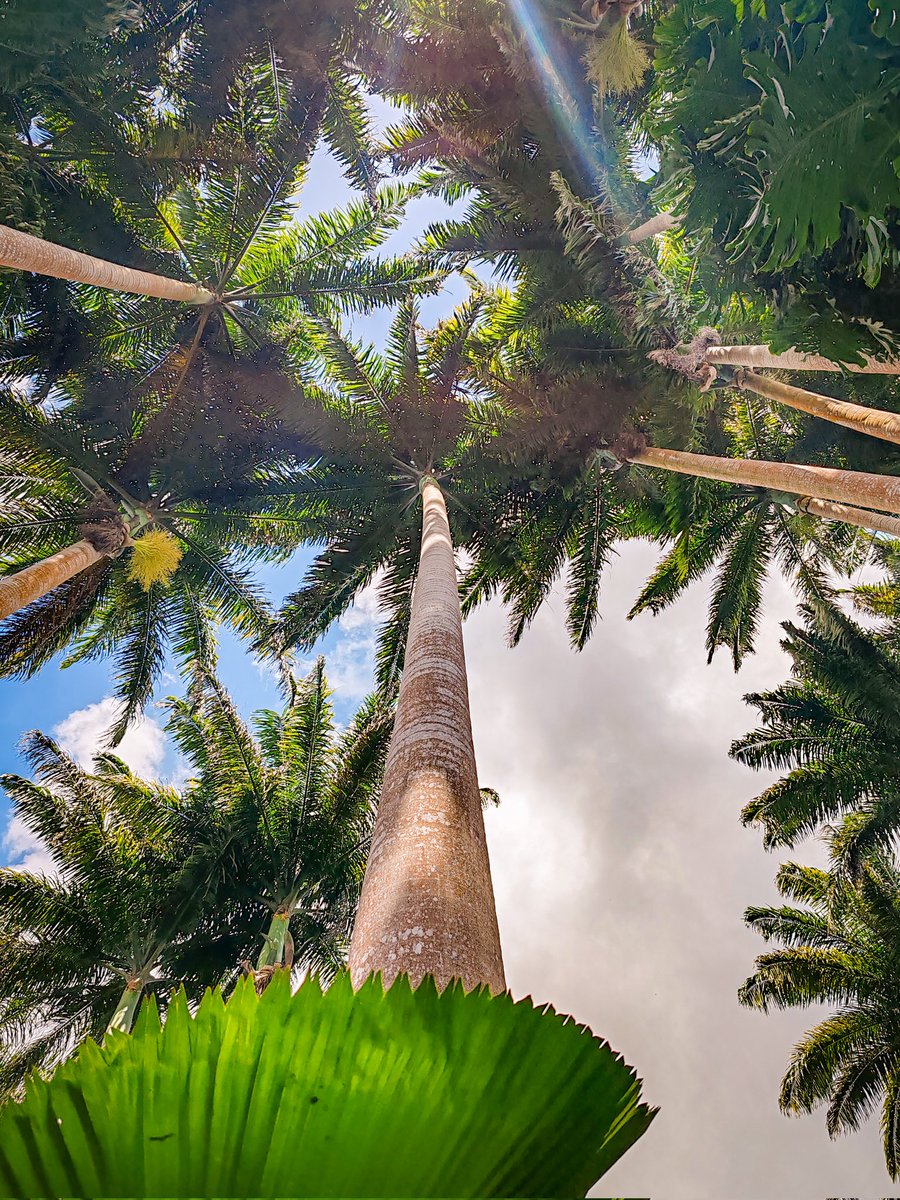 JamieLedwith's tweet image. Advice from a tree: 

Stand tall and proud
Go out on a limb
Remember your roots
Drink plenty of water
Be content with your natural beauty
Enjoy the view

If you insist! 

#barbados #photographer #trees