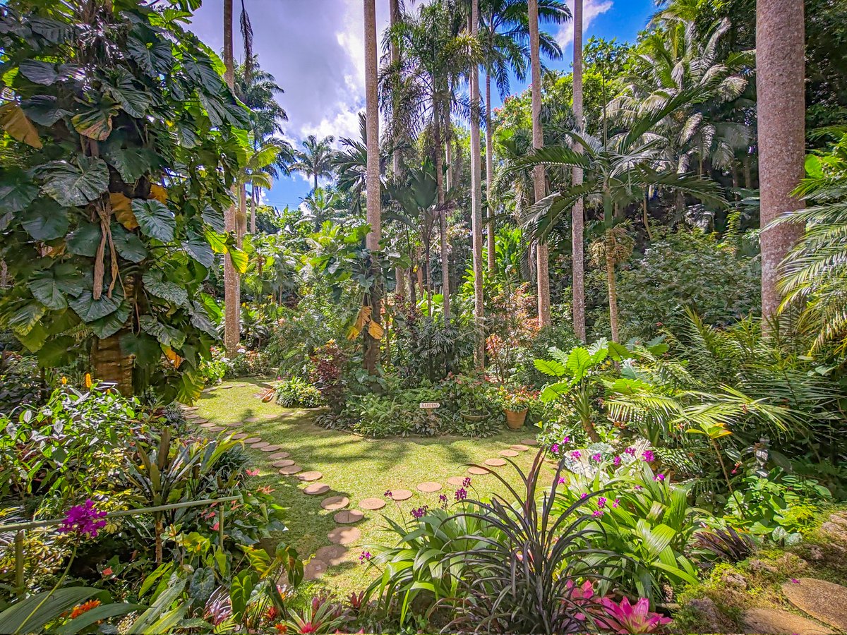 JamieLedwith's tweet image. Advice from a tree: 

Stand tall and proud
Go out on a limb
Remember your roots
Drink plenty of water
Be content with your natural beauty
Enjoy the view

If you insist! 

#barbados #photographer #trees