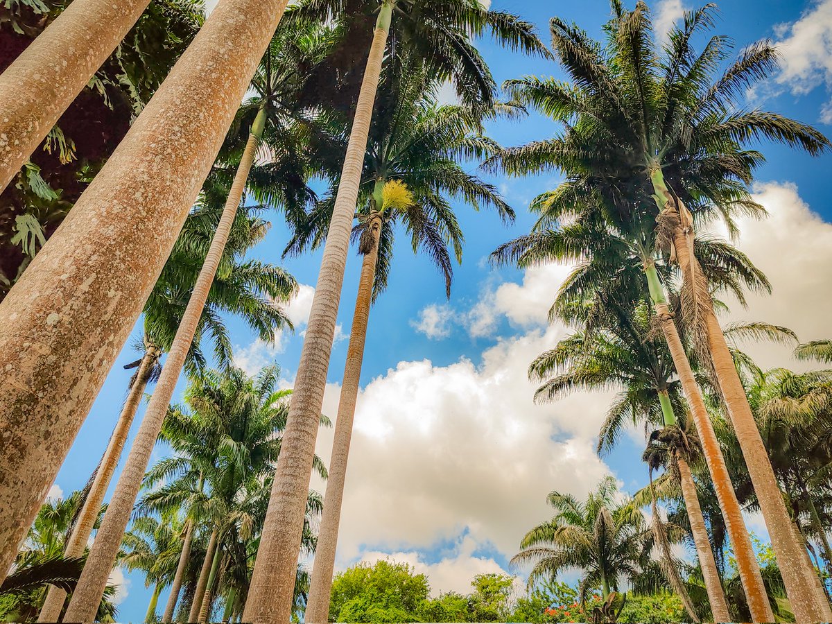 JamieLedwith's tweet image. Advice from a tree: 

Stand tall and proud
Go out on a limb
Remember your roots
Drink plenty of water
Be content with your natural beauty
Enjoy the view

If you insist! 

#barbados #photographer #trees