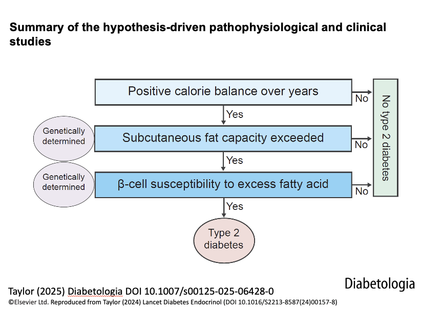 GoggleDocs's tweet photo. ⚙️🧬 The Twin Cycle: Type 2’s Hidden Gears of Reversal

🔹 Liver & pancreas fat drive #T2D onset via self-reinforcing cycles

🔸 15kg weight loss = ⤵️ fat, ⤴️ insulin secretion, and reversal

🔹 DiRECT & ReTUNE confirm remission is durable—even in lean BMI

🔸 Beta cells don’t fail—they’re silenced by fat

👉 #T2D is reversible in many—if you turn the right gears❗️

🔗https://t.co/zqgaVHGriW
