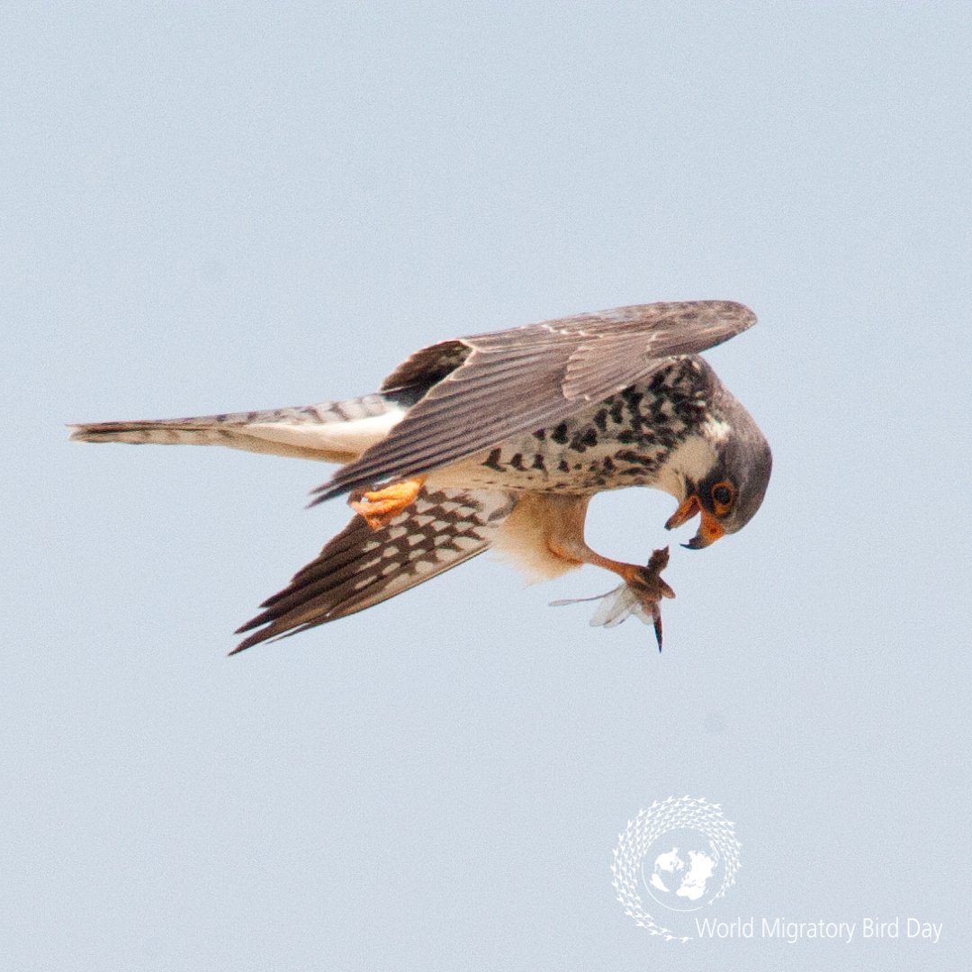 UN Environment Programme (@unep) on Twitter photo Millions of migratory birds spend part of their lives in cities—breeding, feeding, or stopping to rest.
Ahead of #MigratoryBirdDay, we join <a href="/WMBD/">World Migratory Bird Day</a>'s call to turn our urban cities into #SharedSpaces – bird-friendly cities that benefit birds and people.
worldmigratorybirdday.org Millions of migratory birds spend part of their lives in cities—breeding, feeding, or stopping to rest.
Ahead of #MigratoryBirdDay, we join <a href="/WMBD/">World Migratory Bird Day</a>'s call to turn our urban cities into #SharedSpaces – bird-friendly cities that benefit birds and people.
worldmigratorybirdday.org