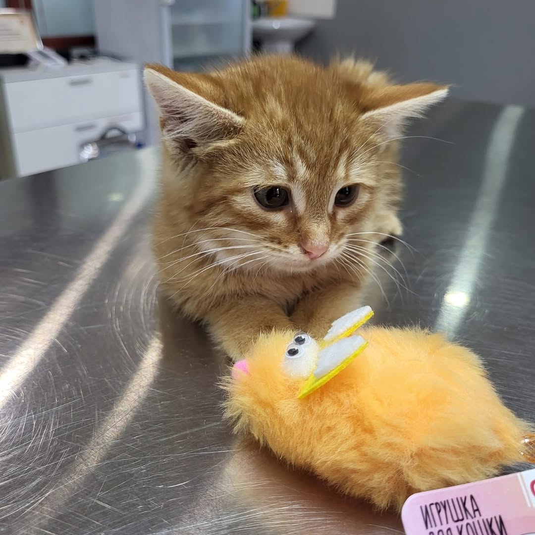 Арес ищет дом Москва/МО

Возраст 2 месяца, был пойман в подвале с братиком. 

Смышленный, к лотку приучен, кушает самостоятельно) 

Урчалка и шилопоп) Дом найдись!)
Поддержите пожалуйста репостом 🙏🏼