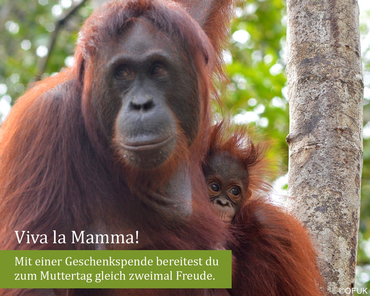 OrangUtansInNot's tweet image. #Muttertag steht vor der Tür und du suchst noch ein #Geschenk? Wie wäre es mit einer #Geschenkspende? (Mit schönem Zertifikat zum Selberausdrucken) So kannst du gleich zweimal #Freude bereiten. Zur Geschenkspende: shorturl.at/s4D1X