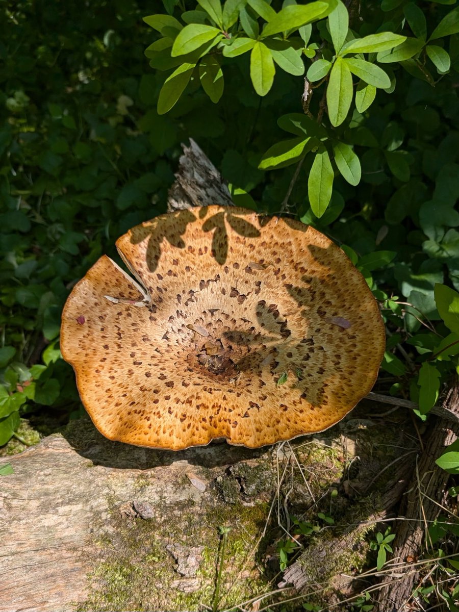 Dryad's Saddle Cerioporus squamosus New Castle County, DE image A. Gullo #FungiFriday #FriskyFairyRingFriday