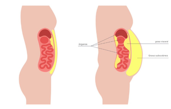 Hay un 4sesino silencioso que te destruye desde dentro:

LA GRASA VISCERAL

Si bien es posible que odies tu barriga, lo que no ves es mucho más peligroso.

Aquí hay 4 formas comprobadas de eliminar la grasa visceral (guárdate el hilo):