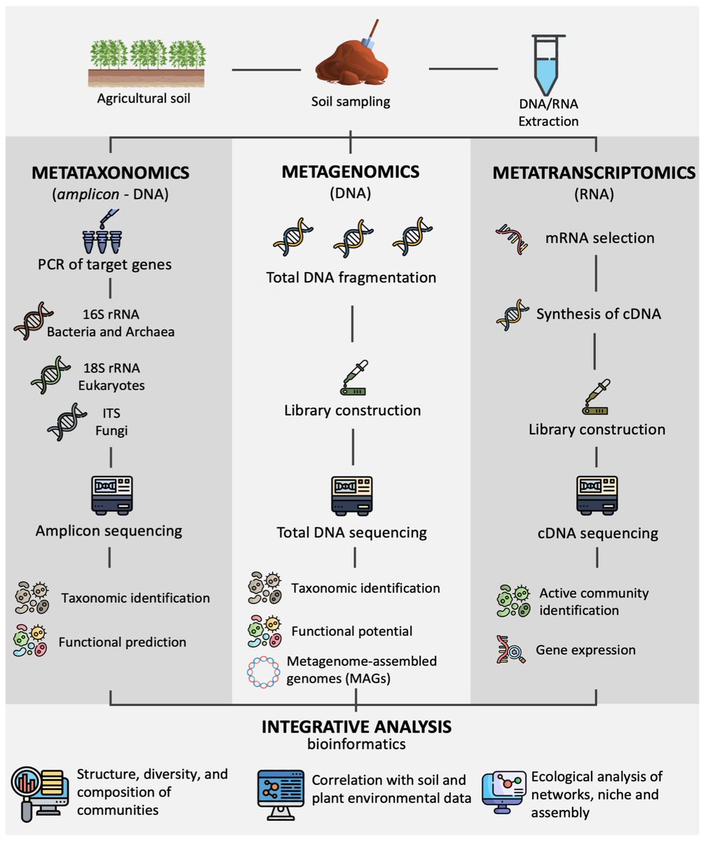 lwmendes's tweet image. 🌱 New release! "Exploiting the Genetic Sequencing of the Soil Microbiome in Agriculture" — a non-academic, accessible take on how microbiome data is shaping the future of sustainable farming.
📄 Read here: ainfo.cnptia.embrapa.br/digital/bitstr…
#SoilMicrobiome #Genomics #SustainableAgriculture