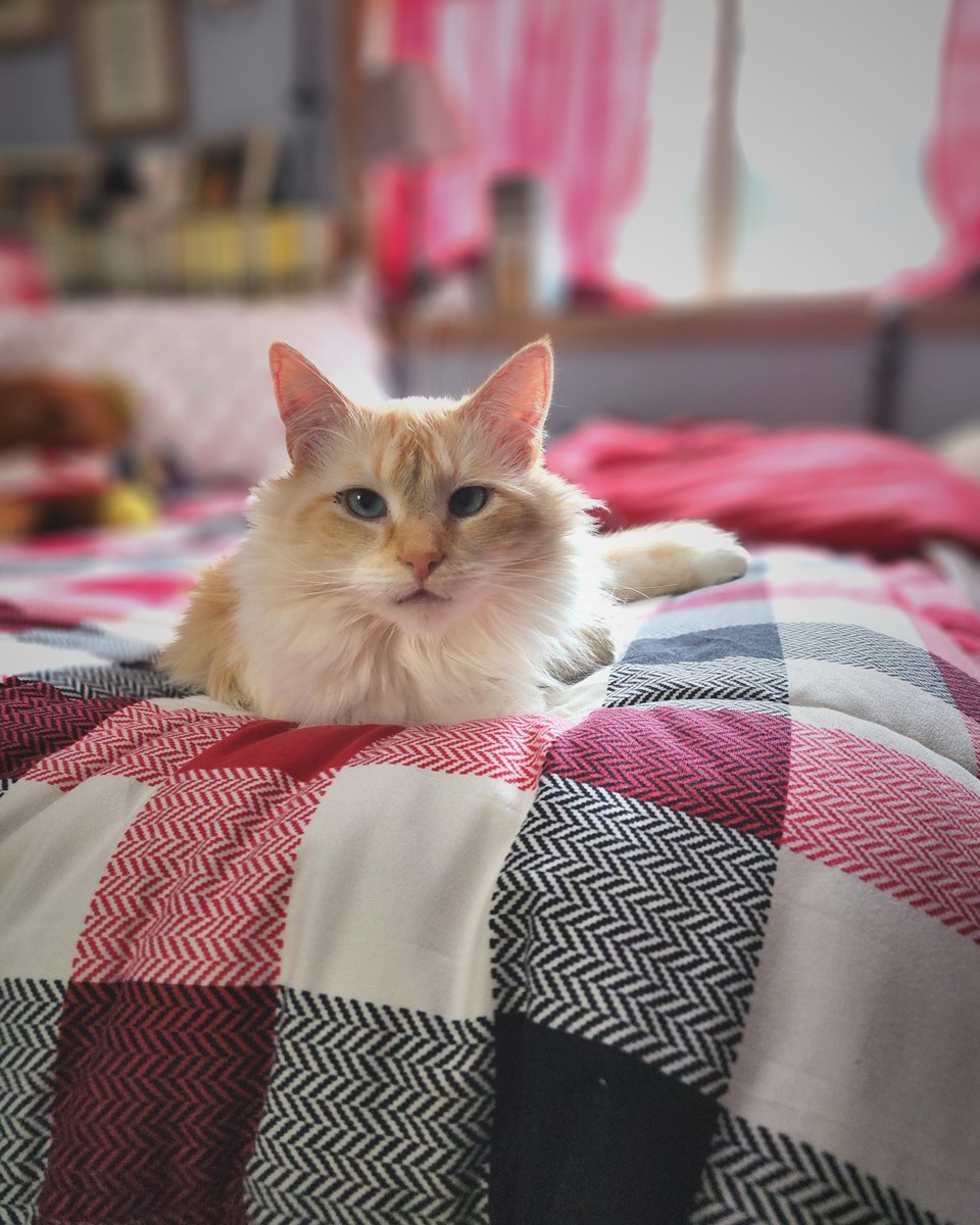Friday Foo! He's cheering me on as I wrap up my next novel ... it's a thriller, psychologically so 😉. Who thinks Foo should get off his duff and help me? #FOOFIX 

,
,
,
#JaimeWrightBooks #JaimeJoWright #ReadtheWrightBook #catsofinstagram #flamepointsiamese #kittykitty