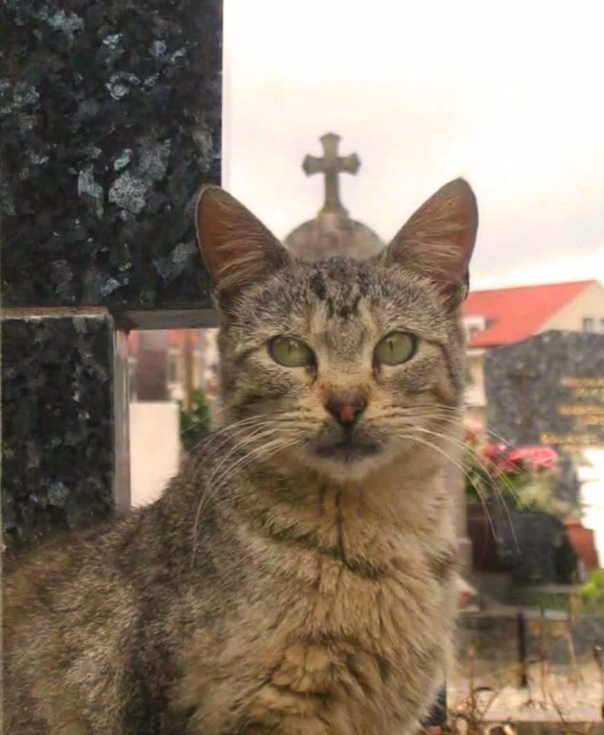 Reminder: the word Catholic starts with the word CAT.
