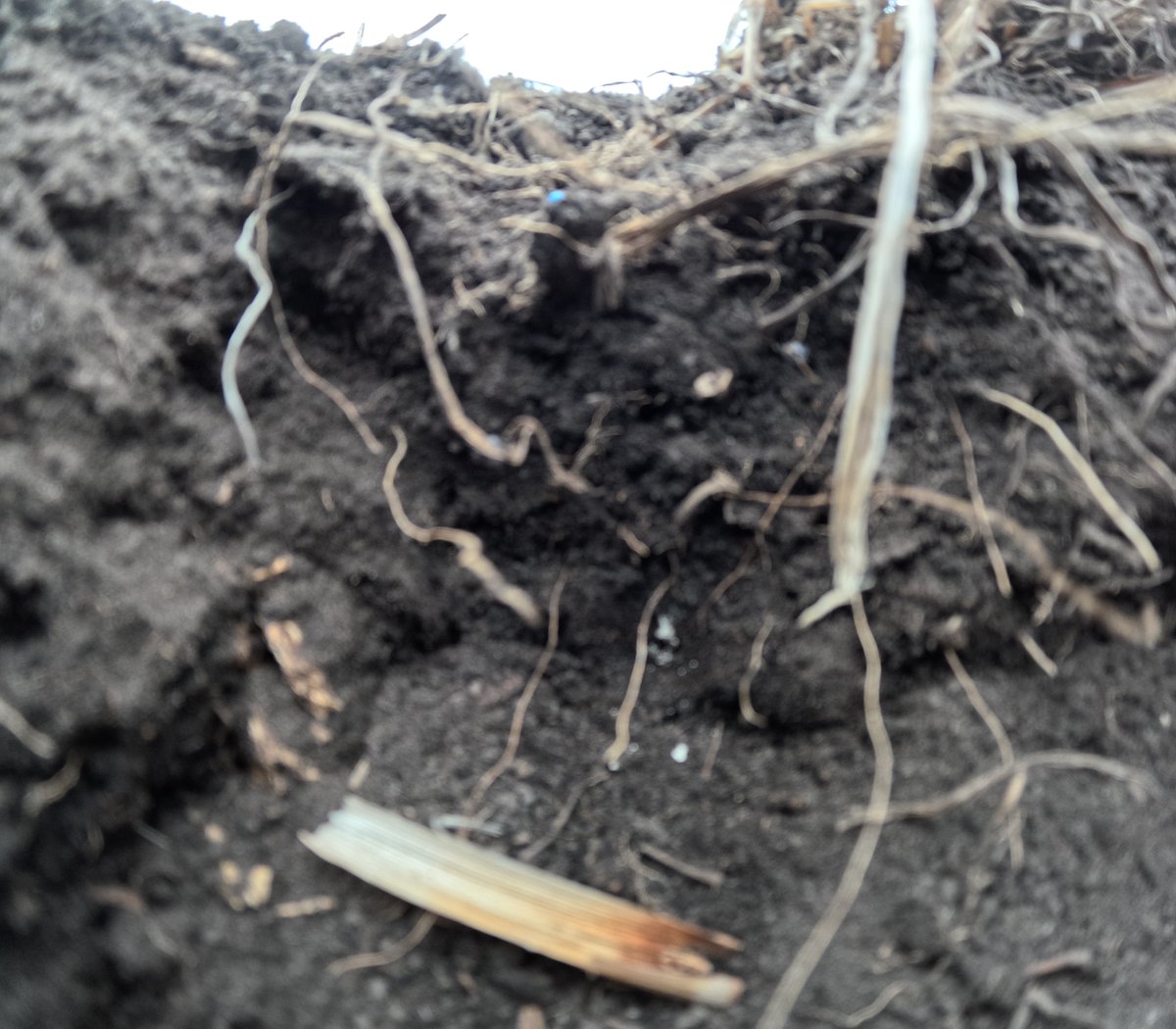 LEMKEN Canada (@strategictill) on Twitter photo The Equalizer Air Tine Drill has a front shank that opens the soil down to 3 - 5". Dry or liquid fertilizer is mixed with the soil, the furrow is closed and the seed is placed at the desired depth then packed.   Ask for a demo lemkendemo.com The Equalizer Air Tine Drill has a front shank that opens the soil down to 3 - 5". Dry or liquid fertilizer is mixed with the soil, the furrow is closed and the seed is placed at the desired depth then packed.   Ask for a demo lemkendemo.com