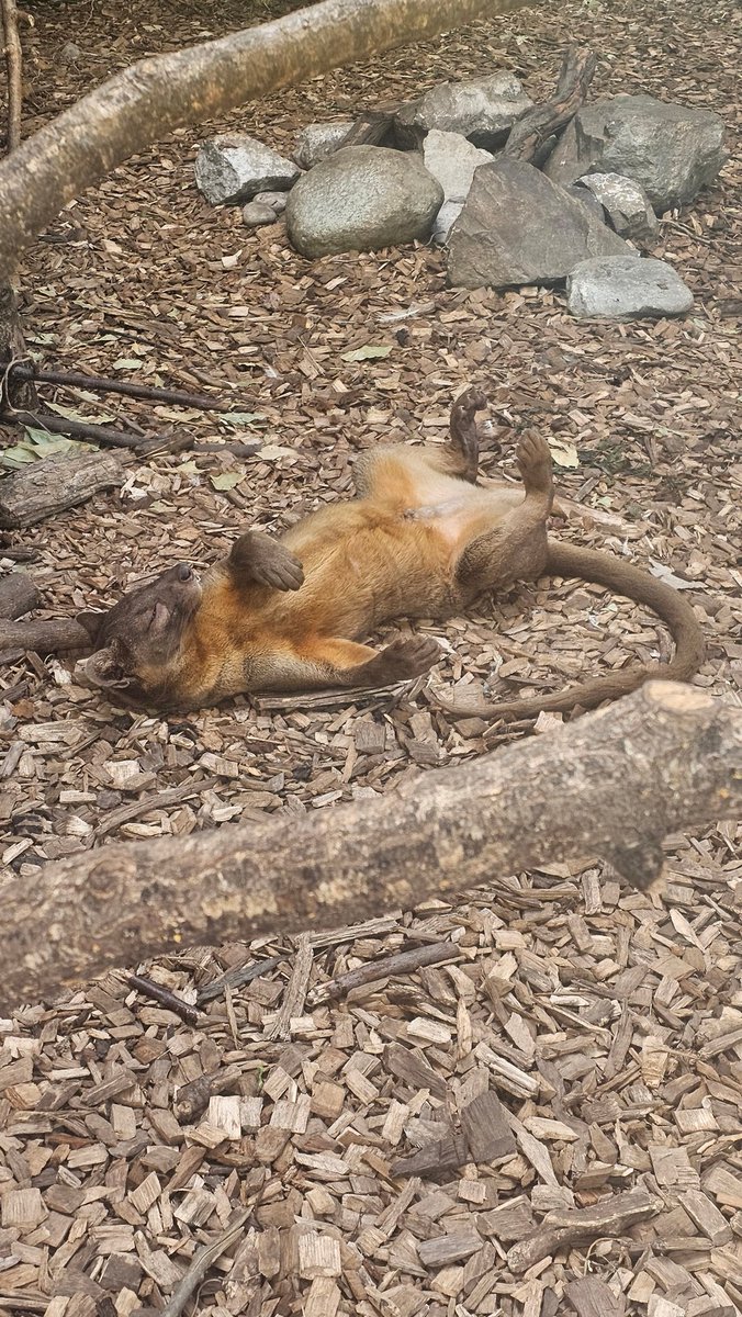 98elsa's tweet photo. @chesterzoo From my visit last weekend 😎 https://t.co/VQcNND82qc