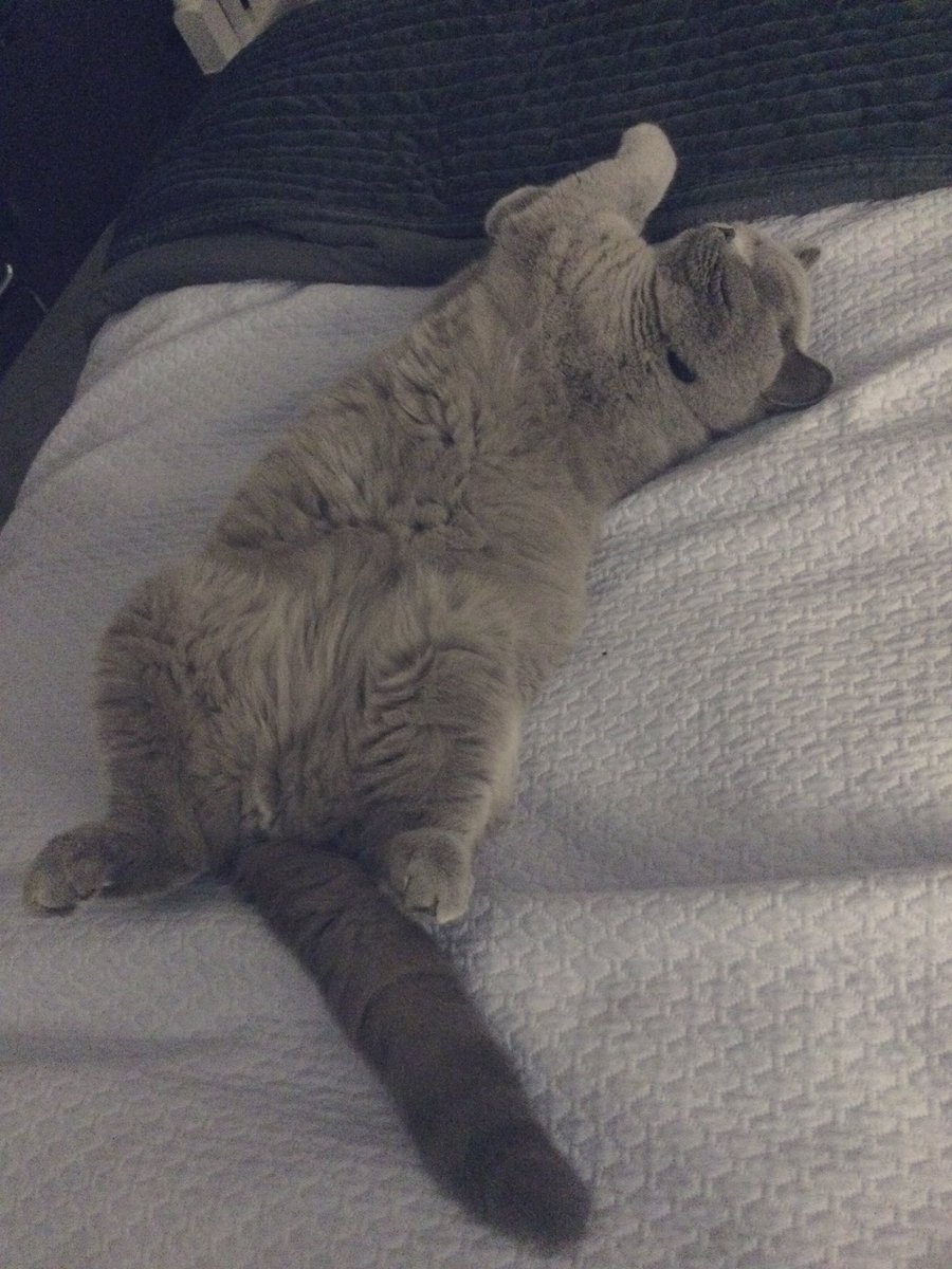 Sanderson and his 🦝 tail hope you all have a Pawsome #JellyBellyFriday #CatsOfTwitter #CatsOnTwitter